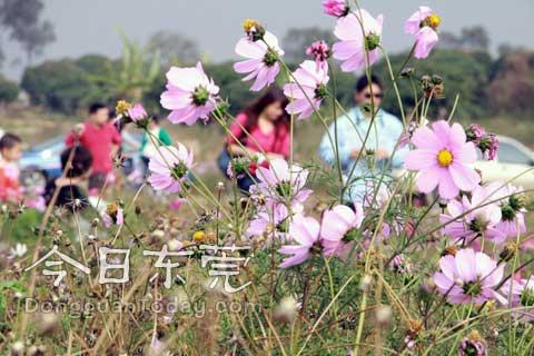Flowers flourish in Songshan Lake