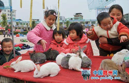 Pet Rabbit in People's Favor in New Year