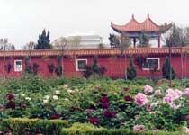 The peony garden of the Divine Land travels  Luoyang of China