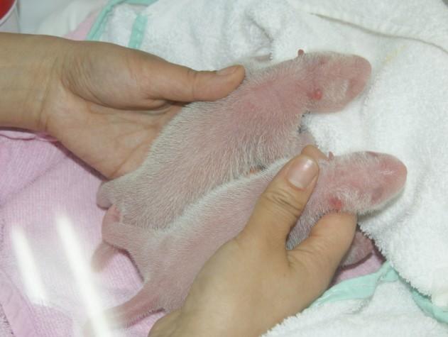 The First Pair of Panda Twins Born Overseas by Artificial Insemination