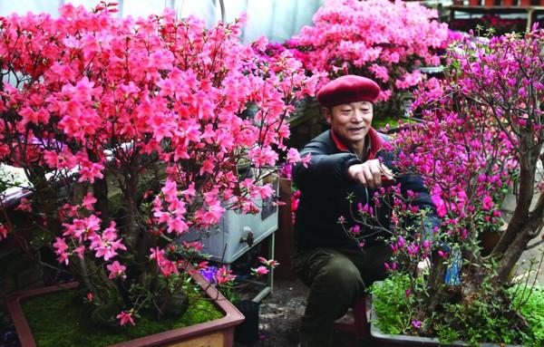 Azalea Rhododendron welcomes the Lunar New Year