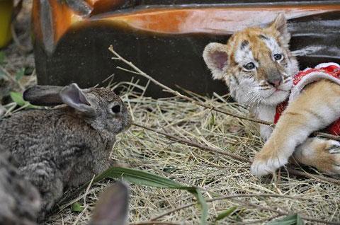 Baby tiger, rabbits stay harmoniously in Xiangjiang Wildlife Park