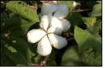 India:Soaring cotton prices hamper industry's performance