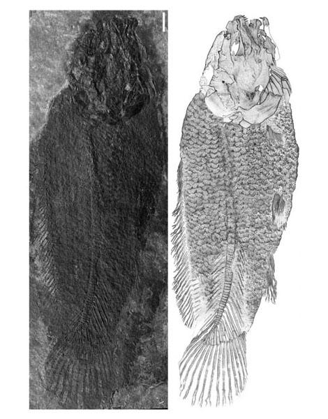 New Amiine Fossil Fish Found in China