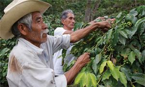 Nescaf   Plan underway in Colombia