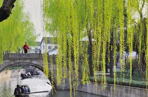 Sights of spring are bright and enchanting in Shaoxing