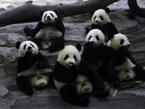 Giant pandas add cheer to Asiad