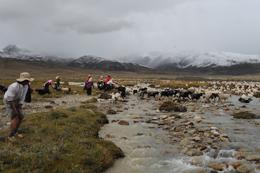 Plants Flowering Later on the Tibetan Plateau