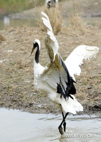 Elegant red-crowned cranes attract visitors in S China