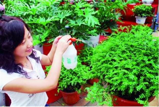 Environmental-friendly plants display their talents
