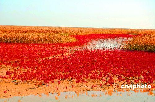 The estuary of the Yellow River