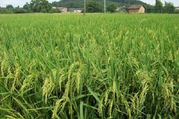 New green super rice expected in 10 years