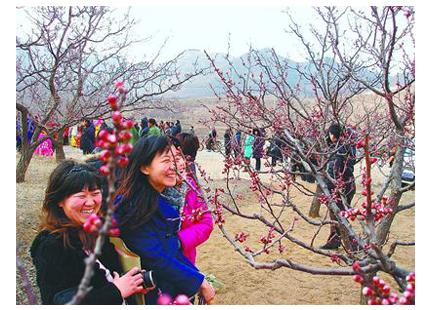 The Ninth Apricot Festival Opened in Jinan