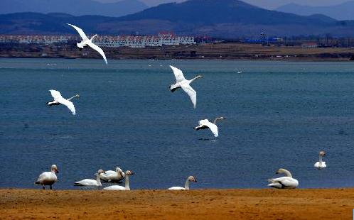 Paradise for birds: swan lake in E China's Shandong