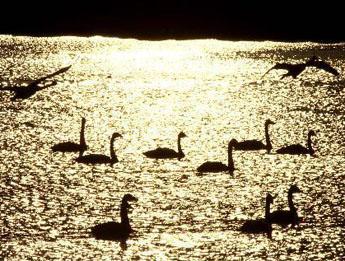 Over three thousand migrating swans settle in Rongcheng recently
