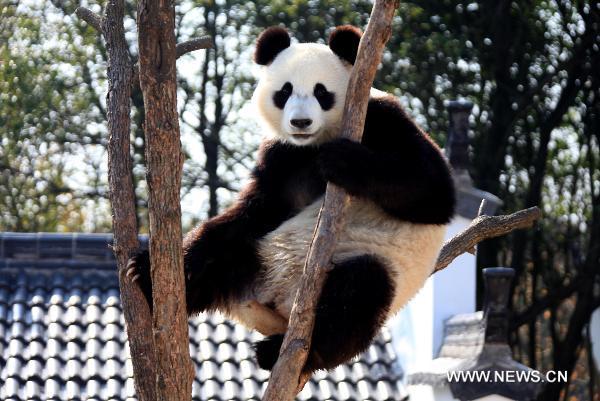 Lovable pandas in theme park of Anhui