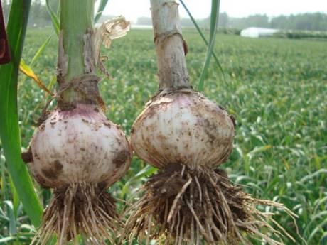 China: 2010 garlic season soon to be under way