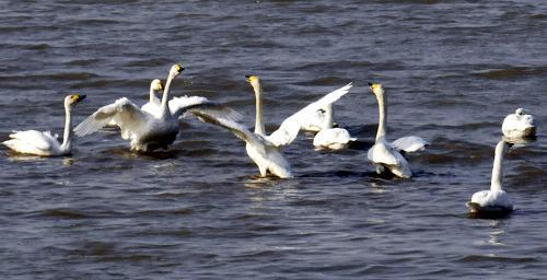 Beautiful swan lake in Wuhu