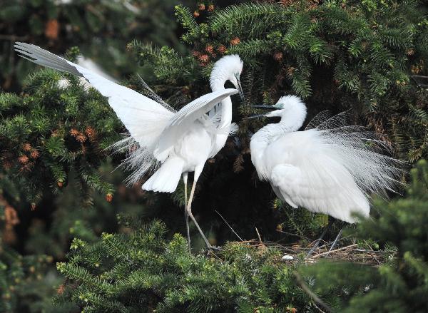 White egrets enjoy happy life in E China