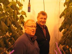 Curtain of light offers energy savings for market gardens