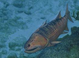 Bony Fish Fossil Reveals New Clue for Modern Vertebrate Origins