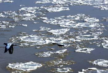 Ice on Yellow River begins to melt
