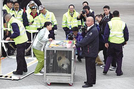 Pandas Kai Kai & Xin Xin Move to Macau