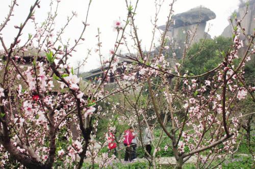 16th Houshan Mountain Peach Blossom Festival opened