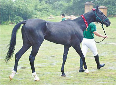 The horse-trading businessman