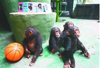 Four chimpanzee babies moved into Jinan zoo