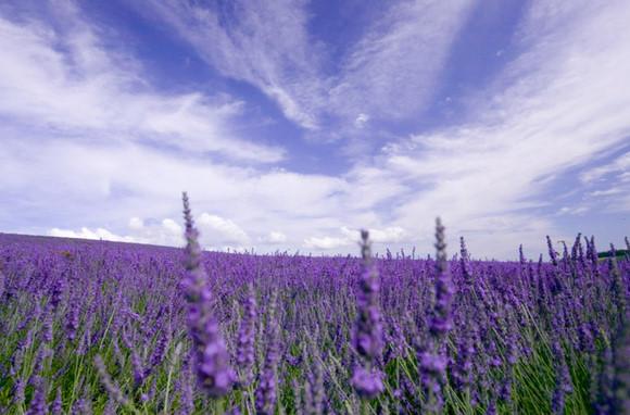 Love in the lavender fields