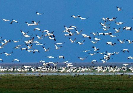 Birds watching at the Poyang Lake