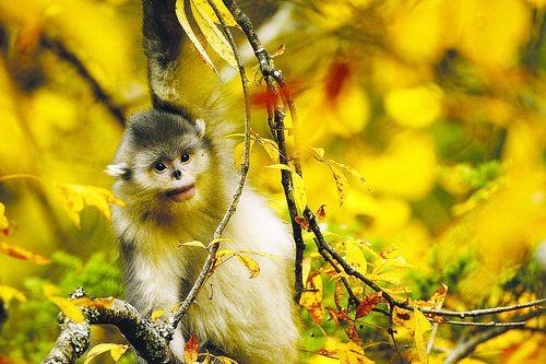 Baby Yunnan Snub-nosed Monkey Born in Kunming