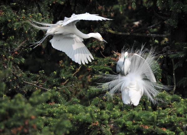 White egrets enjoy happy life in E China