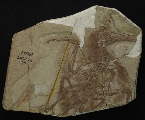New Study Reveals Boluochia is Closely Related to Longipteryx