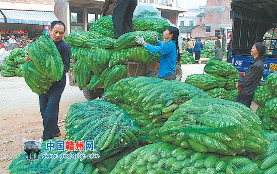 Sweet Corn Sold Well in Guangdong