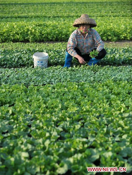 Agriculture production value rises 6.3% in Hainan, S China