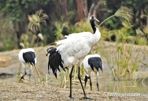 Elegant red-crowned cranes attract visitors in S China