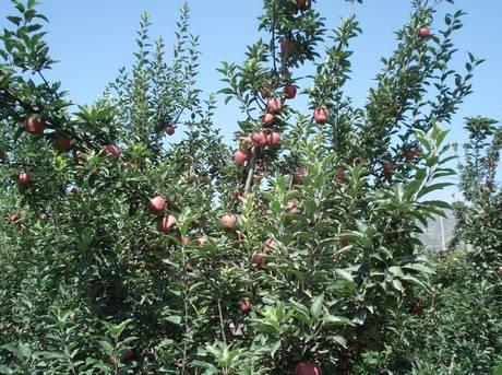 China: Cold weather delays apple harvest in Jining Foreign Trading