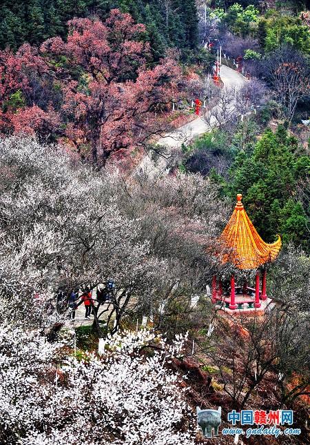 Meiguan: 1000 mu Plum Blooming in Cold