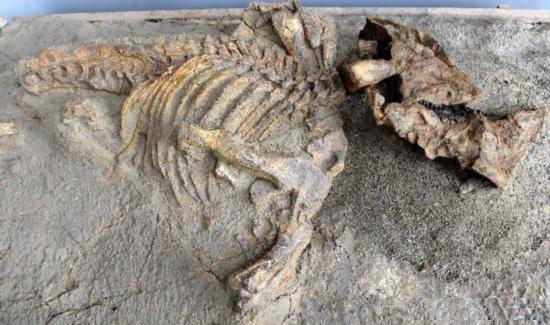 Ceratopsid Dinosaur First-ever Found in China