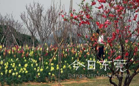 Flowers flourish in Songshan Lake