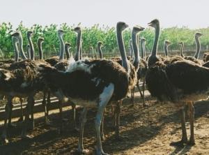 Egret   s ostrich   s garden of the money of Zhengzhou travels  Zhengzhou of China