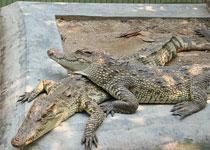 Travel along crocodile   s garden in the south  Xiamen of China