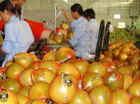 Higher prices due to disappointing harvest of Chinese pomelo's