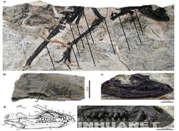 Scientists Puzzled by Newly Found Dinosaur Fossils