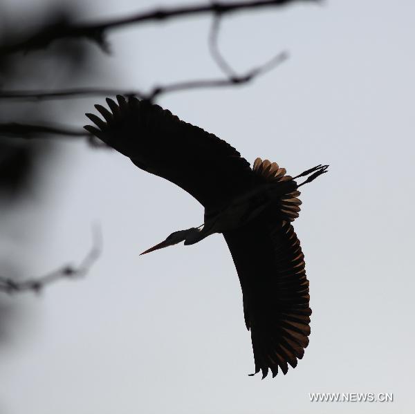 Migrant birds return to Poyang Lake