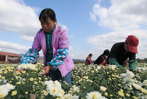 Chrysanthemum Harvested in Xiuning