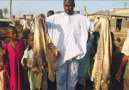 Nigeria: Demand for skin hurts croc numbers