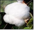 Tanzania Cotton Board strives to raise cotton output